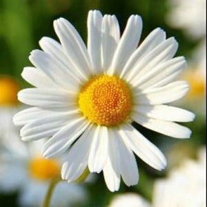 Meet your Posher, Khloe